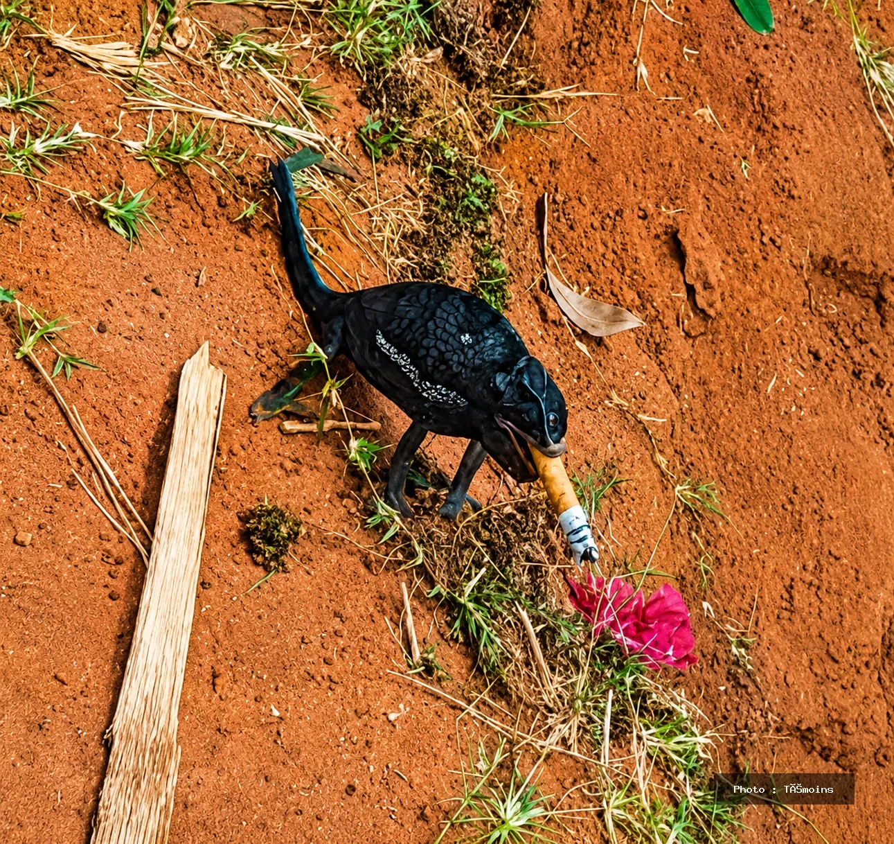 Caméléon tenant ce qui ressemble à une cigarette allumée au quartier Regeza à Kalemie.