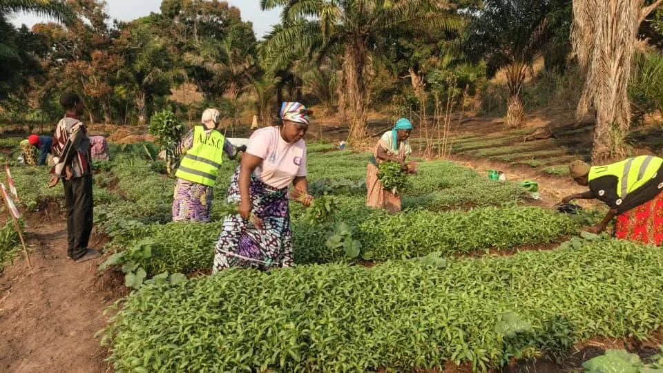 Kalemie : première récolte pour les bénéficiaires du projet Mwanamke Imara Kalemie : première récolte pour les bénéficiaires du projet Mwanamke Imara